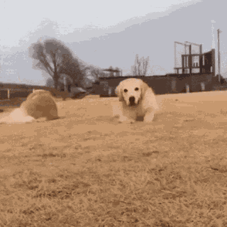 A small dog bouncing with excitement, saying hello